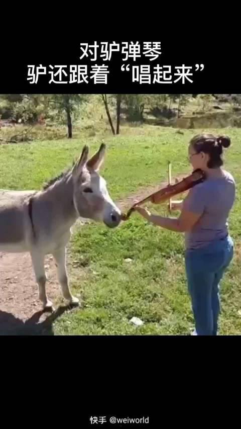 驴姐吃瓜搞笑视频大全集,欢乐无限，笑料横生
