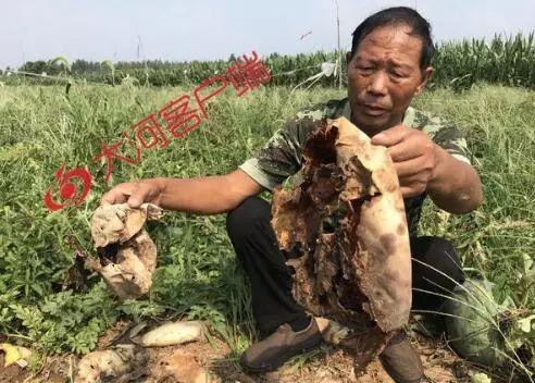 破砍瓜怎么吃最好吃视频,视频教你最佳食用方法