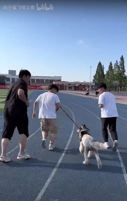 大学生遛狗吃瓜视频大全,大学生遛狗吃瓜欢乐时光大盘点