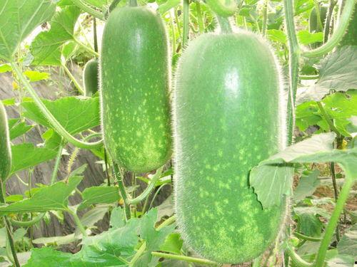 道具吃瓜窝瓜视频大全,趣味横生的搞笑瞬间大盘点