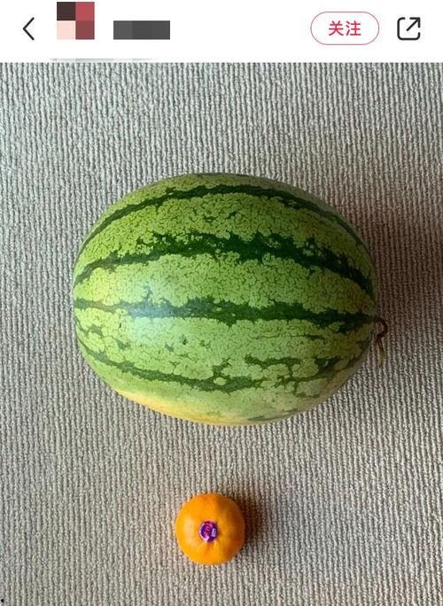 这个世界真实的吃瓜视频,一场视觉与味蕾的双重盛宴